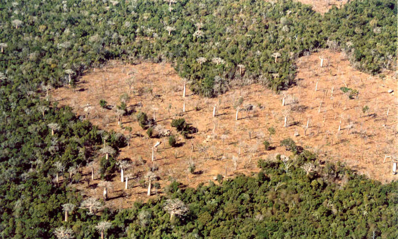Исчезающие леса Мадагаскара